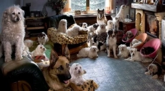 Hogyan kell bérelni egy lakást, ha több háziállat van